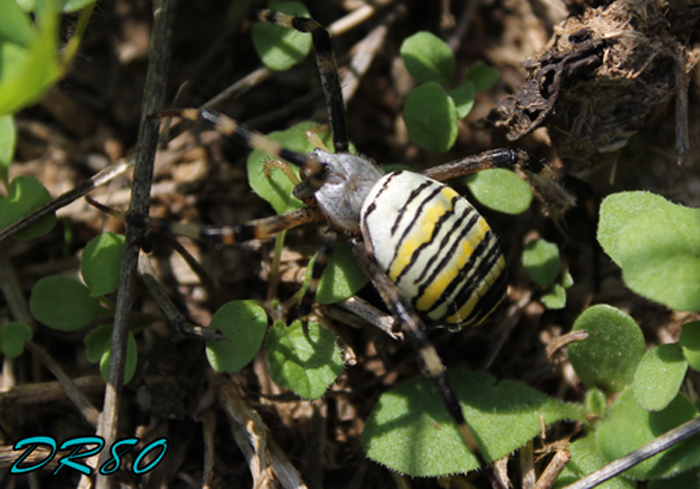 Femmina adulta di Argiope bruennichi?